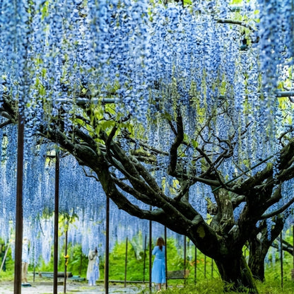 Large wisteria tree with blue flowers in a park setting