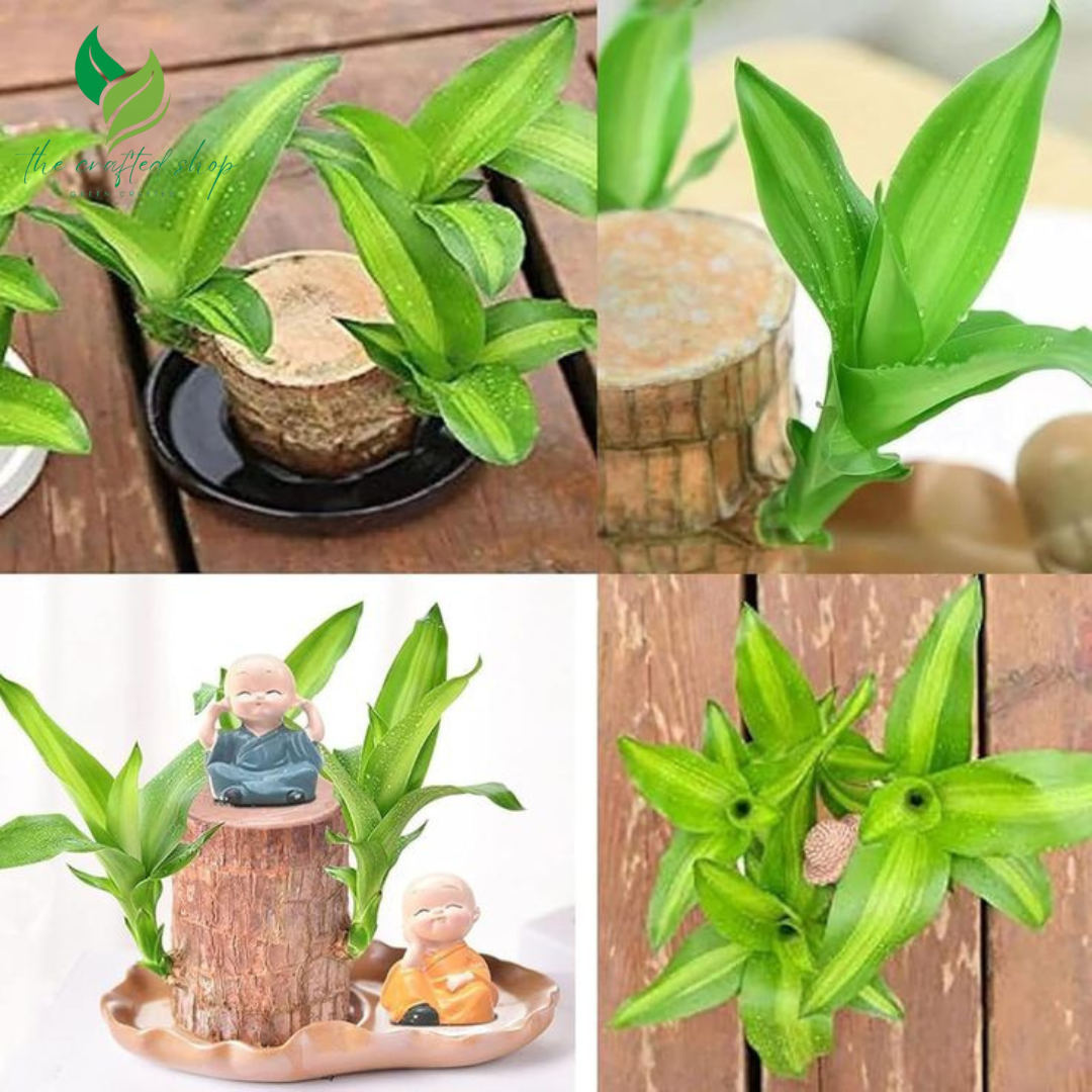 Brazilian Wood Lucky Plant – Live Potted Bonsai with Tray & Ornament