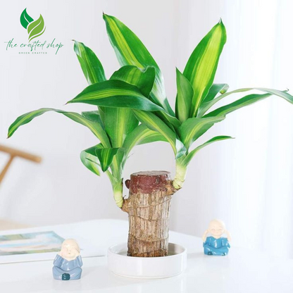 Brazilian Wood Lucky Plant – Live Potted Bonsai with Tray & Ornament