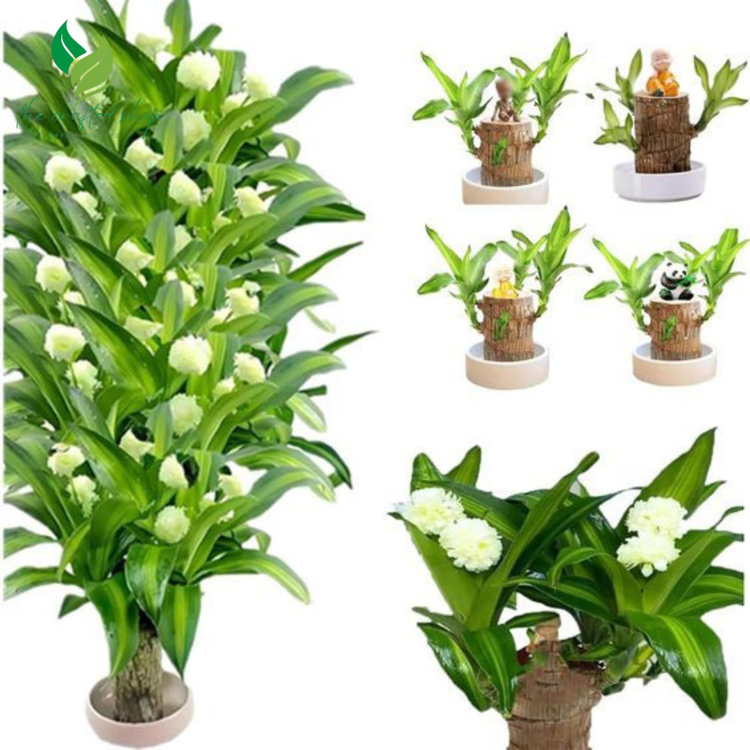 Brazilian Wood Lucky Plant – Live Potted Bonsai with Tray & Ornament