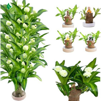 Brazilian Wood Lucky Plant – Live Potted Bonsai with Tray & Ornament