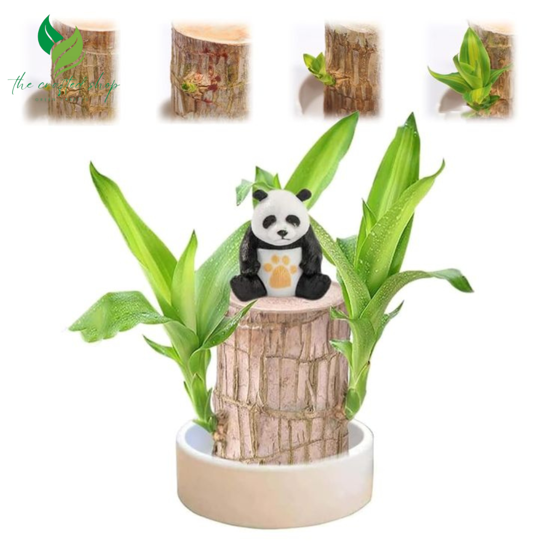 Brazilian Wood Lucky Plant – Live Potted Bonsai with Tray & Ornament