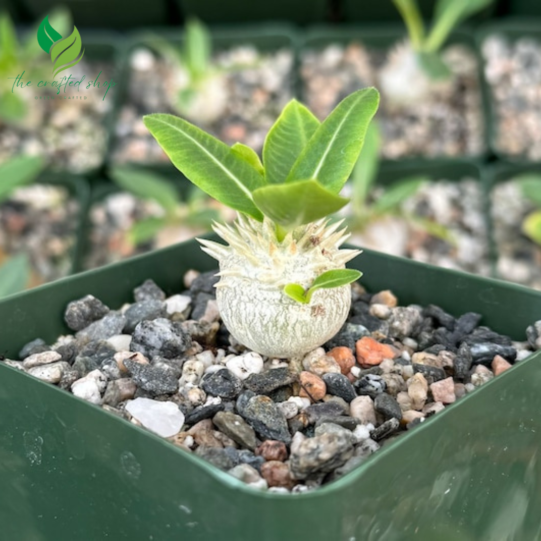 Brevicaule – Rare Caudex Succulent in 3” Pot | Miniature Botanical Sculpture