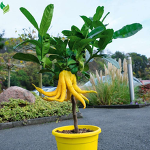 Buddha’s Hand Citrus Seeds (Citrus Medica) – Exotic Fingered Citron for Home Garden