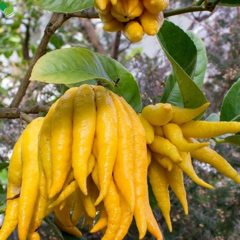 Buddha’s Hand Citrus Seeds (Citrus Medica) – Exotic Fingered Citron for Home Garden