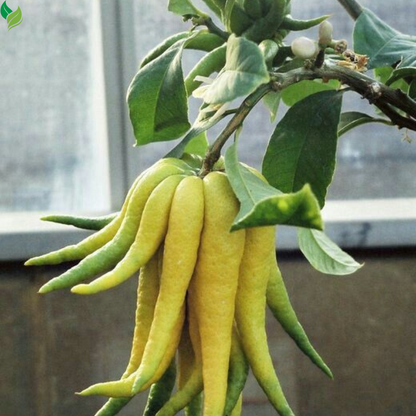 Buddha’s Hand Citrus Seeds (Citrus Medica) – Exotic Fingered Citron for Home Garden
