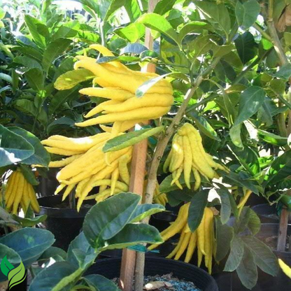 Buddha’s Hand Citrus Seeds (Citrus Medica) – Exotic Fingered Citron for Home Garden