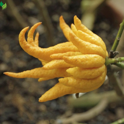 Buddha’s Hand Citrus Seeds (Citrus Medica) – Exotic Fingered Citron for Home Garden