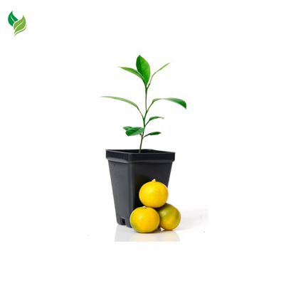 Calamondin Orange Tree Starter Plant. Citrus mitis. 3'' - 5''