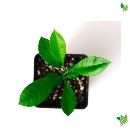 Calamondin Orange Tree Starter Plant. Citrus mitis. 3'' - 5''