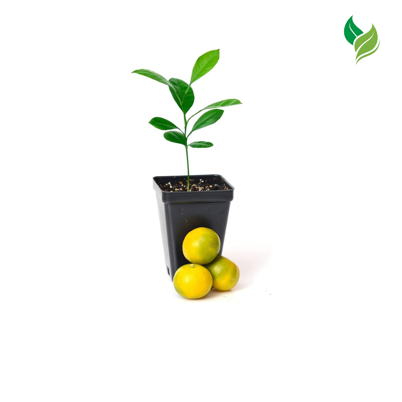 Calamondin Orange Tree Starter Plant. Citrus mitis. 3'' - 5''