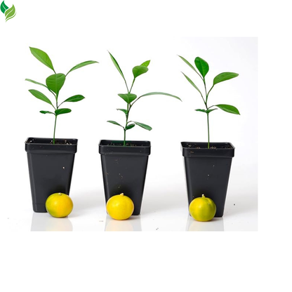 Calamondin Orange Tree Starter Plant. Citrus mitis. 3'' - 5''