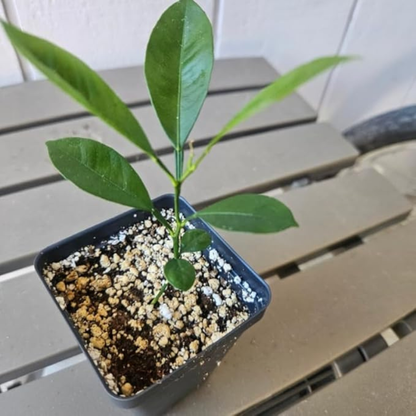 Calamondin (Calamansi) Tree - 2-5 Inch Tall Live Plant