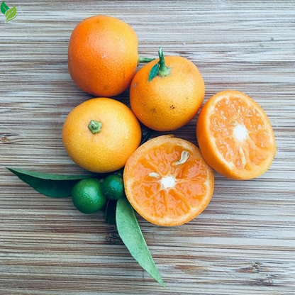 Calamondin (Calamansi) Tree - 2-5 Inch Tall Live Plant