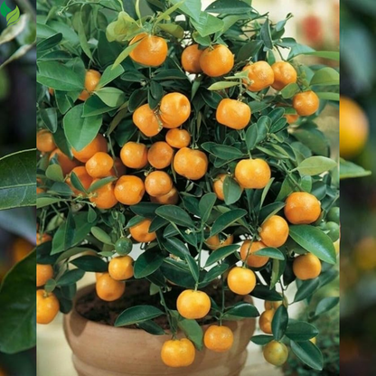 Calamondin (Calamansi) Tree - 2-5 Inch Tall Live Plant