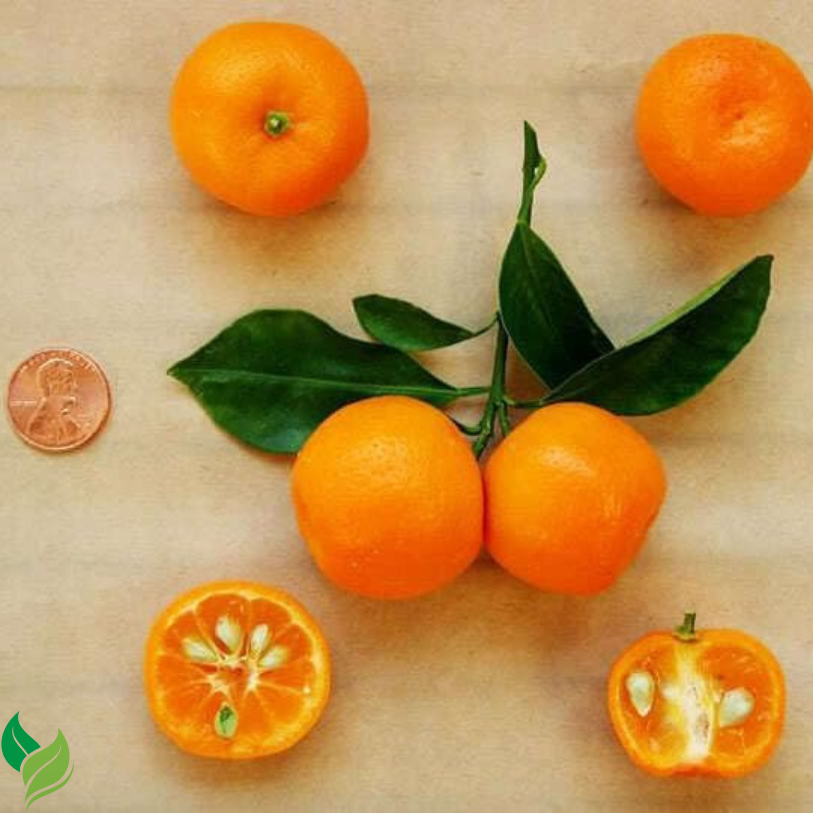 Calamondin (Calamansi) Tree - 2-5 Inch Tall Live Plant