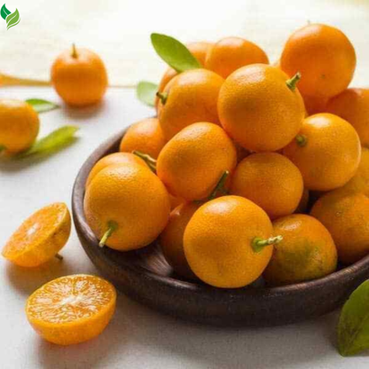 Calamondin (Calamansi) Tree - 2-5 Inch Tall Live Plant