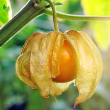 Cape Gooseberry Plant