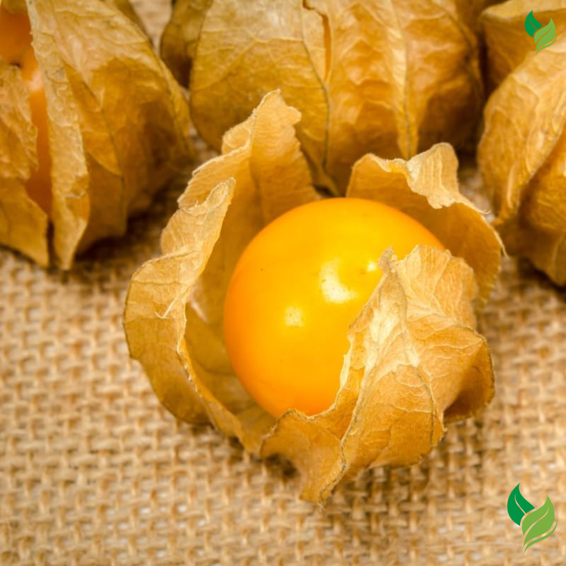Cape Gooseberry Plant