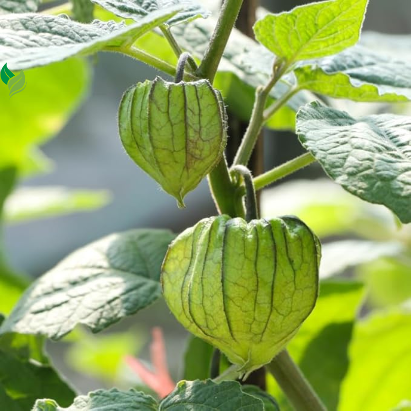 Cape Gooseberry Plant