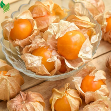 Cape Gooseberry Plant