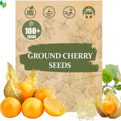 Cape Gooseberry Plant