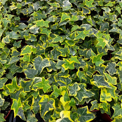 Goldchild Ivy Live Plant in 4" or 6" Pot