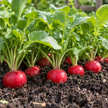 Gardener harvesting ripe Cherry Belle radishes