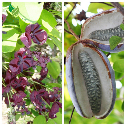 Chocolate Vine Seeds – 100 Seeds | Fast-Growing Climber with Fragrant Flowers & Edible Fruits
