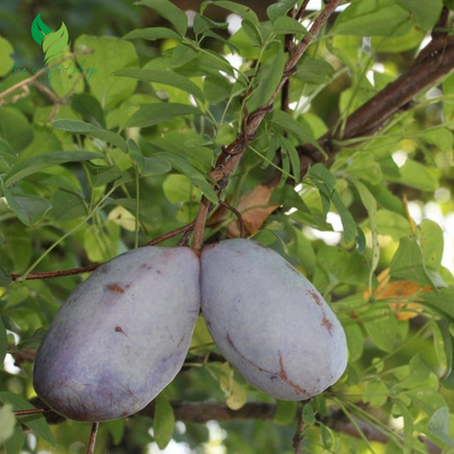Chocolate Vine Seeds – 100 Seeds | Fast-Growing Climber with Fragrant Flowers & Edible Fruits