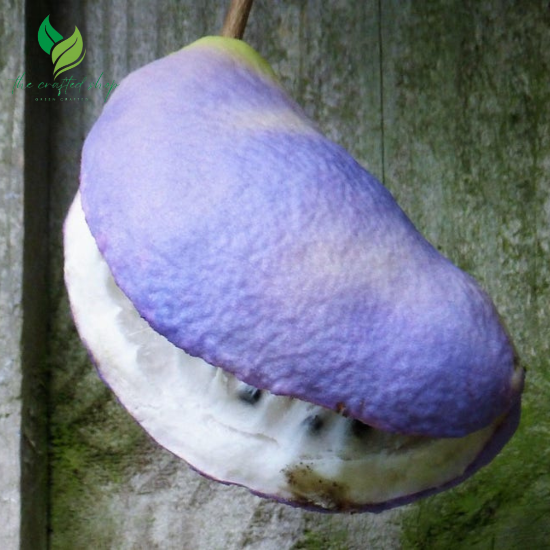 Chocolate Vine Seeds – 100 Seeds | Fast-Growing Climber with Fragrant Flowers & Edible Fruits