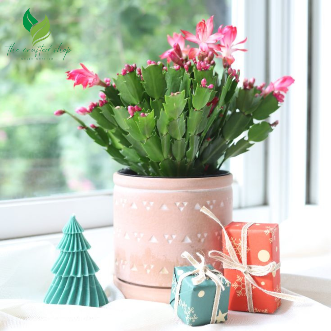 Christmas Cactus, Flowering House PlantChristmas Cactus – Live Flowering House Plant in 2", 4", or 6" Pot | Easy-Care Holiday Blooms in 2", 4", 6" pot