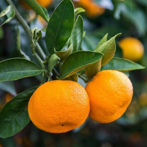 Clementine Mandarin Tree - 2-5 Inch Tall Live Plant
