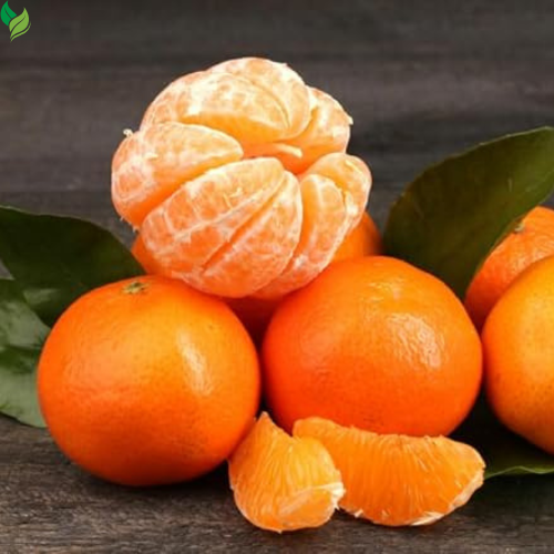 Clementine Mandarin Tree - 2-5 Inch Tall Live Plant