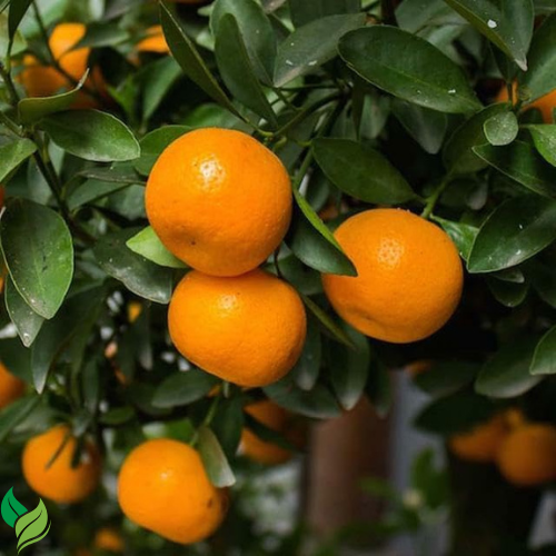 Clementine Mandarin Tree - 2-5 Inch Tall Live Plant