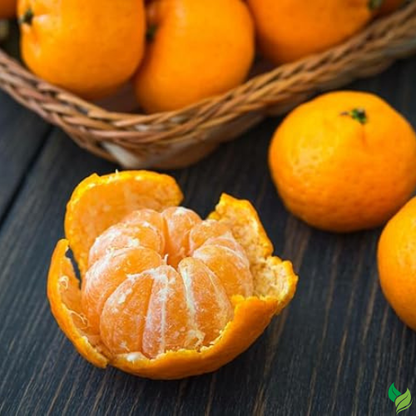 Clementine Mandarin Tree - 2-5 Inch Tall Live Plant