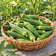 Woven basket filled with freshly harvested Clemson Spineless okra pods beside a vegetable garden.