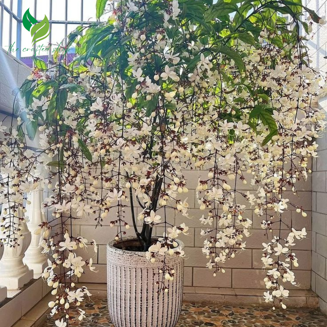 Clerodendrum Wallichii Plant (4–8 Inch Tall) – Elegant White Blooms for Your Home or Garden