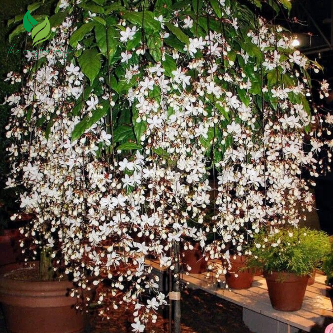 Clerodendrum Wallichii Plant (4–8 Inch Tall) – Elegant White Blooms for Your Home or Garden