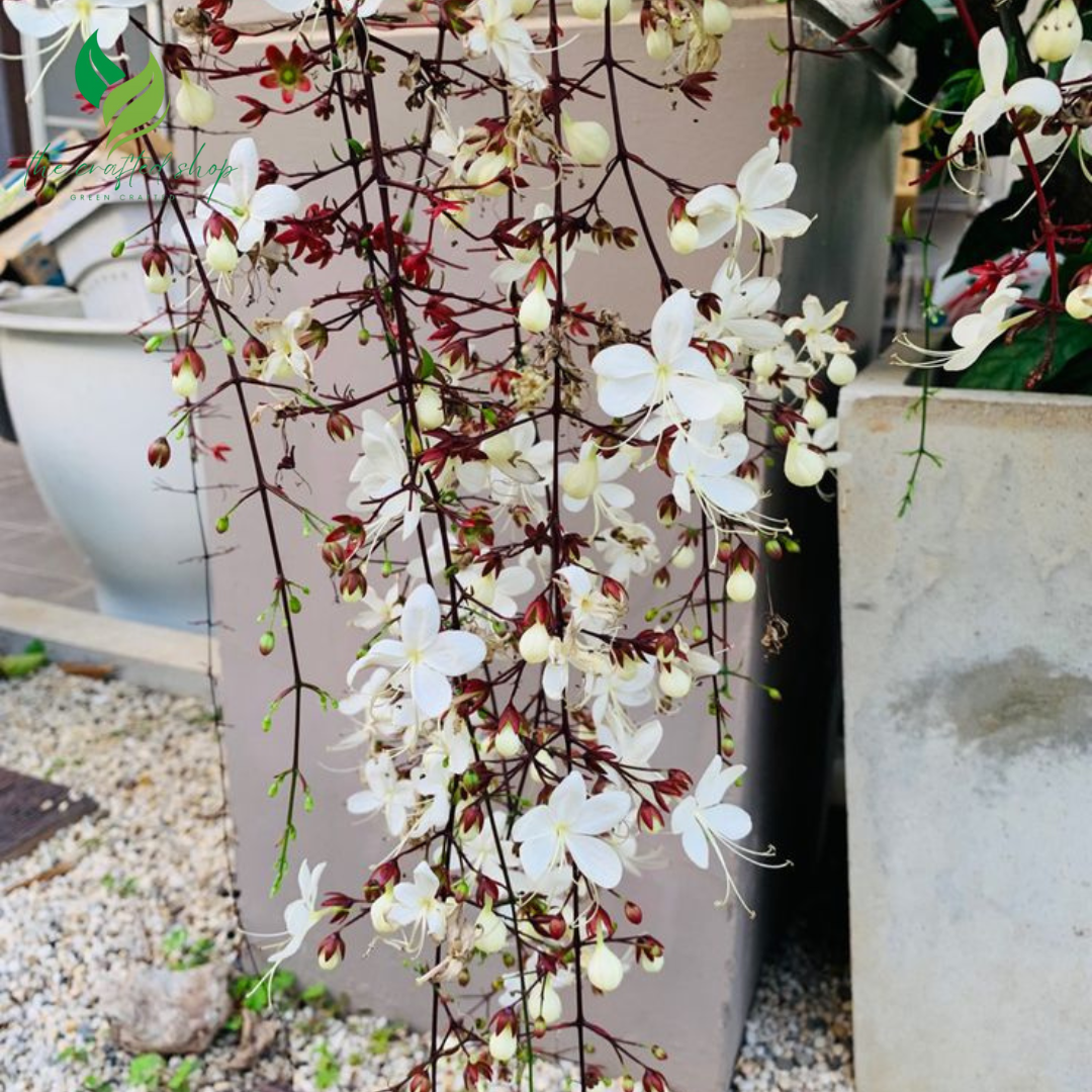 Clerodendrum Wallichii Plant (4–8 Inch Tall) – Elegant White Blooms for Your Home or Garden