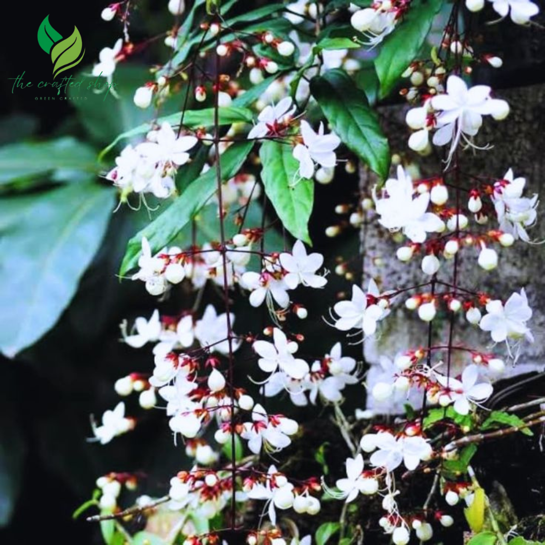 Clerodendrum Wallichii Plant (4–8 Inch Tall) – Elegant White Blooms for Your Home or Garden
