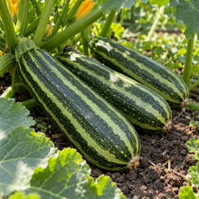 Cocozelle summer squash zucchini plant growing with striped green fruits