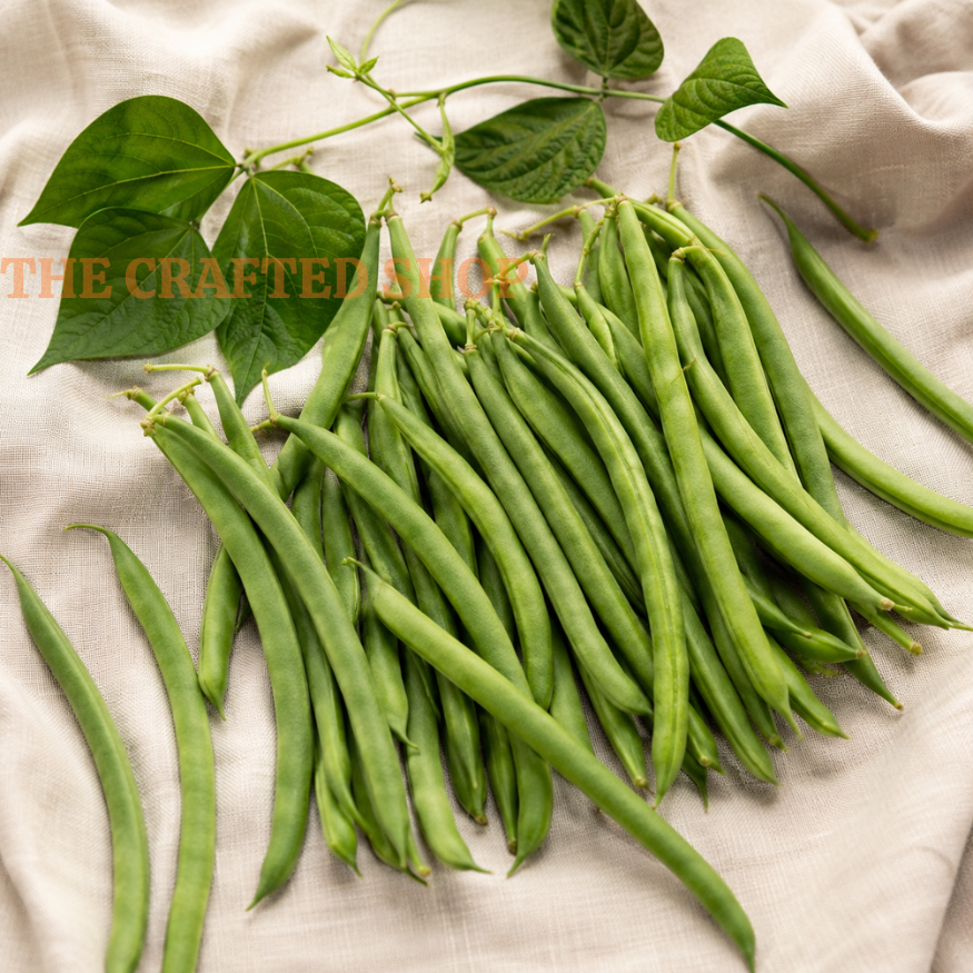 Contender Bush Bean Seeds, 30 Count – Green Garden Beans
