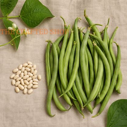 Contender Bush Bean Seeds, 30 Count – Green Garden Beans