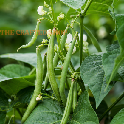 Contender Bush Bean Seeds, 30 Count – Green Garden Beans