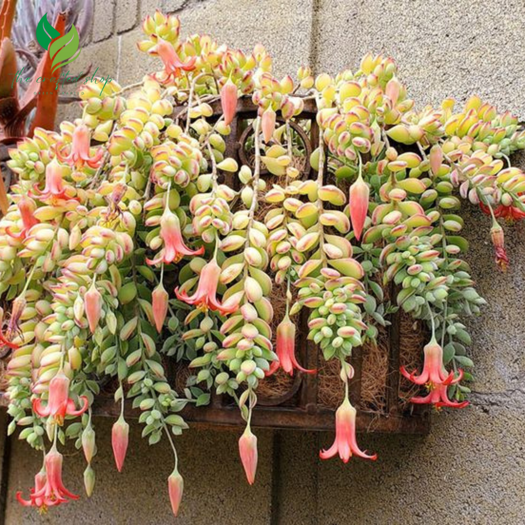Cotyledon Pendens - Rare Hanging Succulent Plant | 2" or 4" Pot – Live Plant