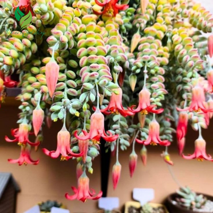 Cotyledon Pendens - Rare Hanging Succulent Plant | 2" or 4" Pot – Live Plant