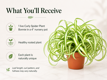 Curly Spider Plant Bonnie for desk and shelf decor