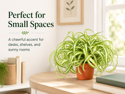Compact indoor spider plant in nursery pot