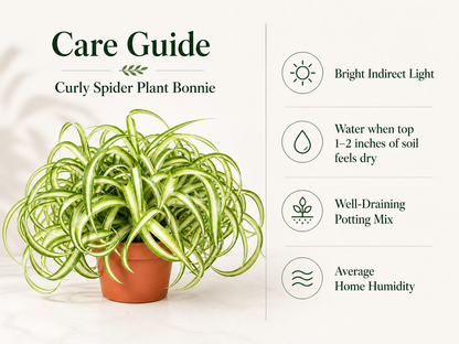 Live Curly Spider Plant with green and white variegated foliage